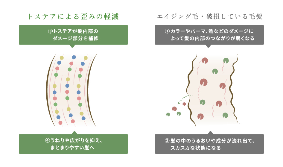 毛髪内部の補修