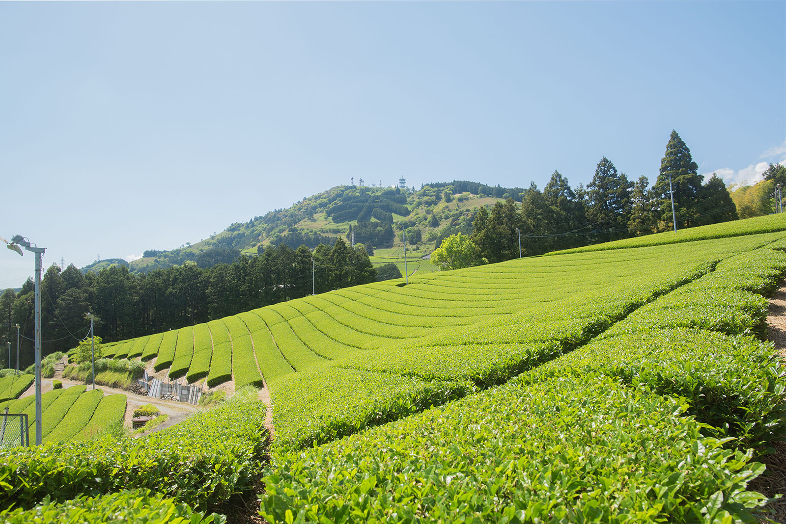静岡の茶畑